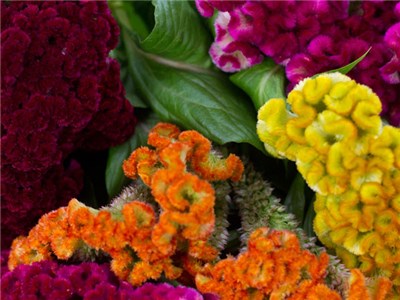30 Neon Rose Cockscomb Celosia Flower Seeds Self-Seeding Annual