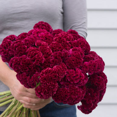 transplants flowers modified ambler farm